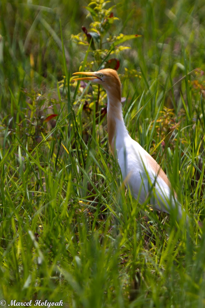 Eastern Cattle Egret - ML531500721