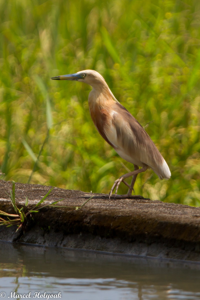 Javan Pond-Heron - ML531500781