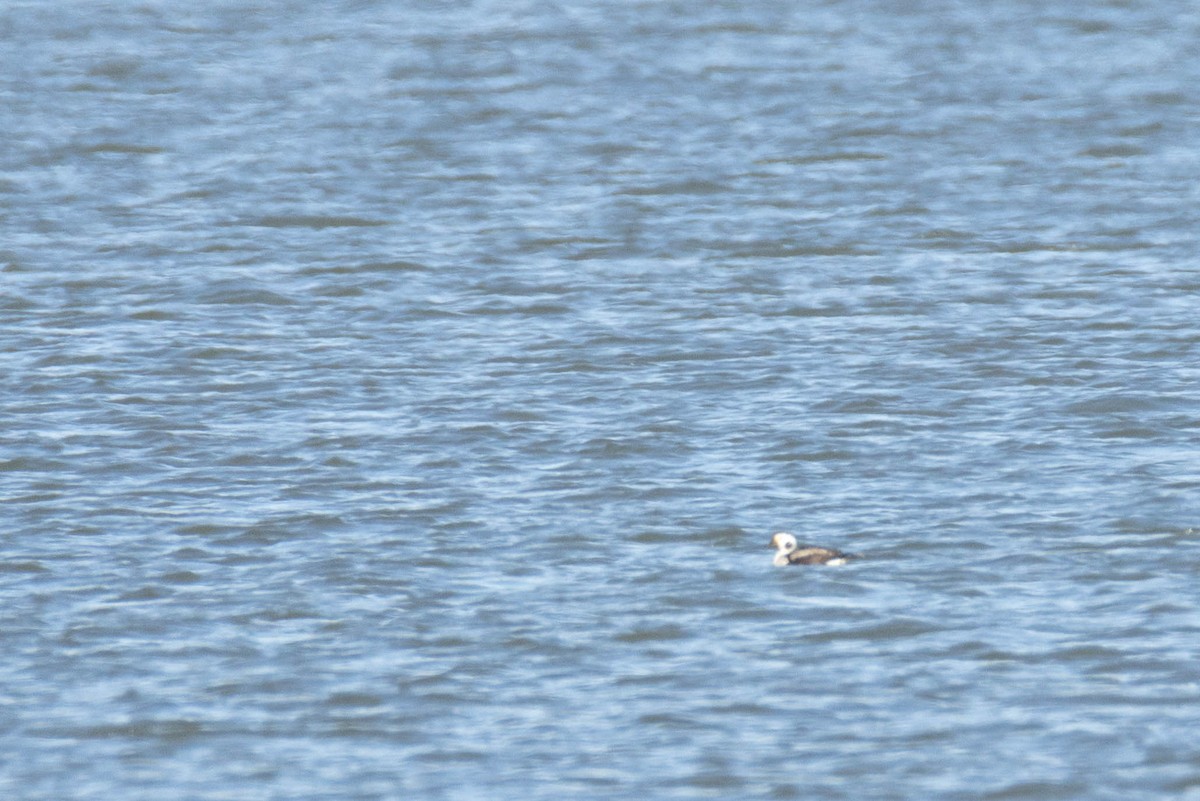 Мөнгөлөг шунгаахай - ML531501251