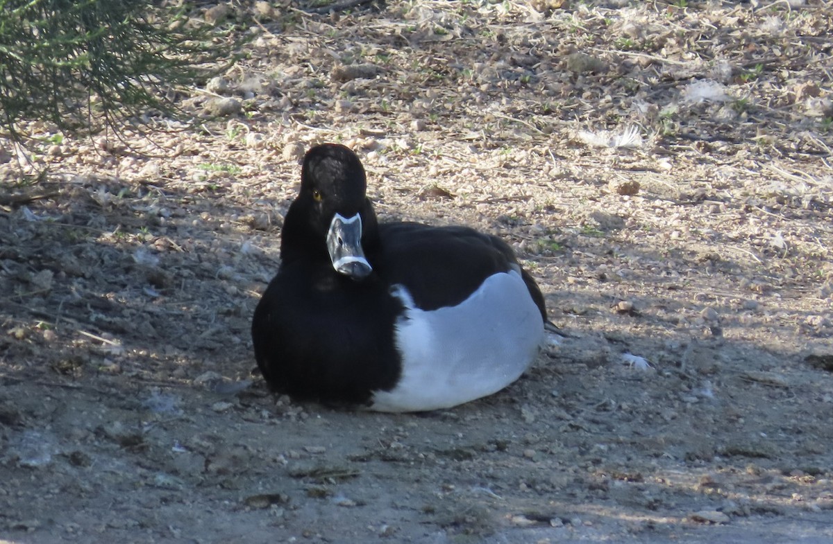 Ring-necked Duck - ML531501811
