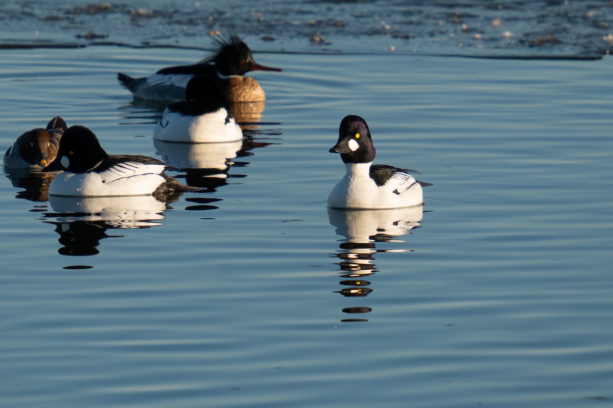 Common Goldeneye - ML531502921