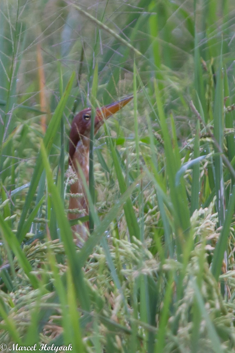 Cinnamon Bittern - ML531503231