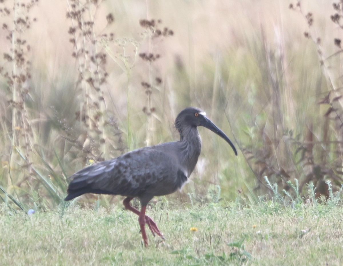 Plumbeous Ibis - ML531503361