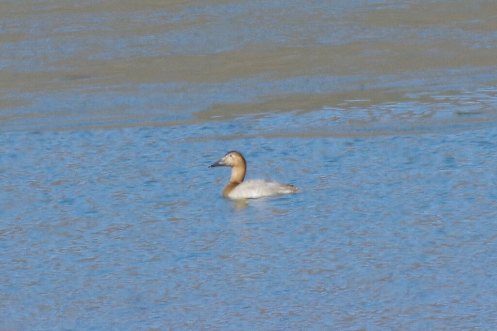 Canvasback - ML531503571