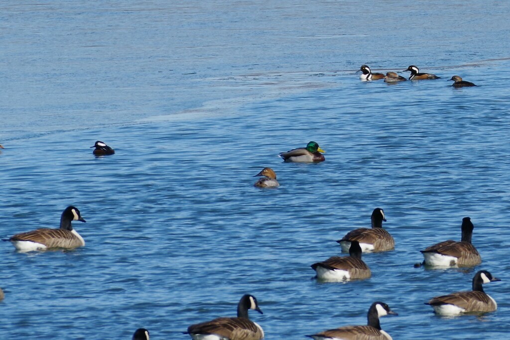 Canvasback - ML531503661