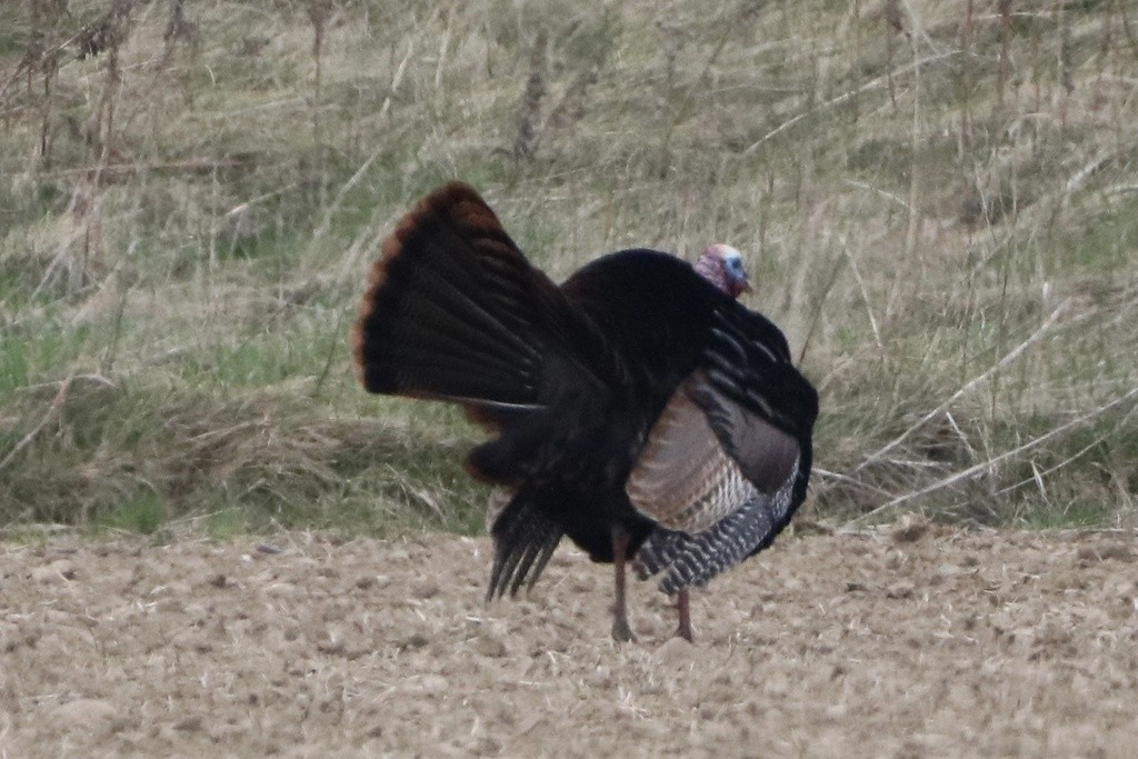 Wild Turkey - ML531505161
