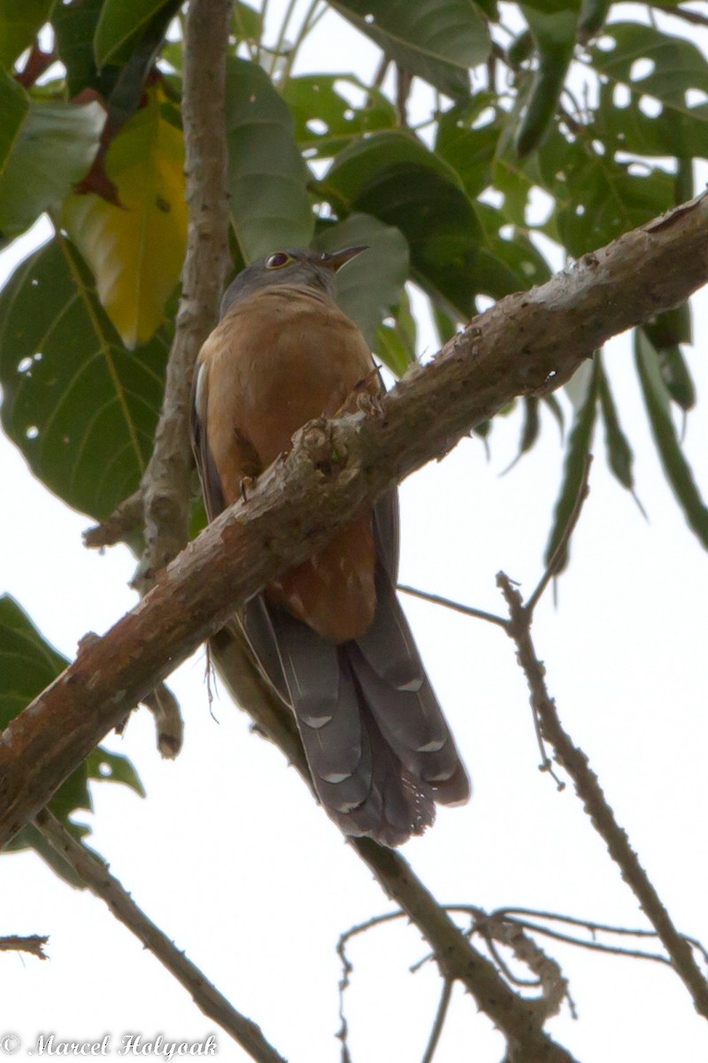 Brush Cuckoo (Sulawesi) - ML531505601