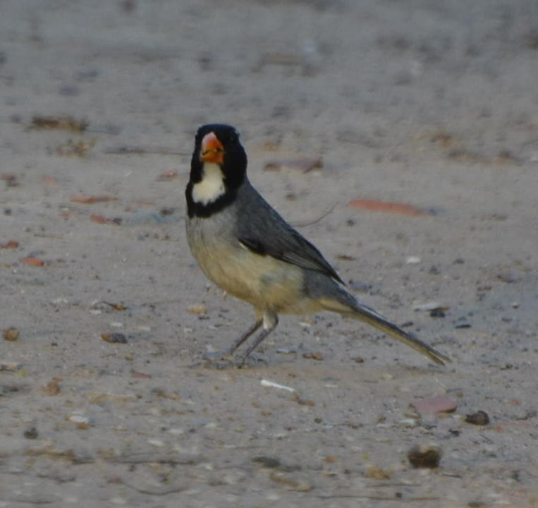 Golden-billed Saltator - ML531506621