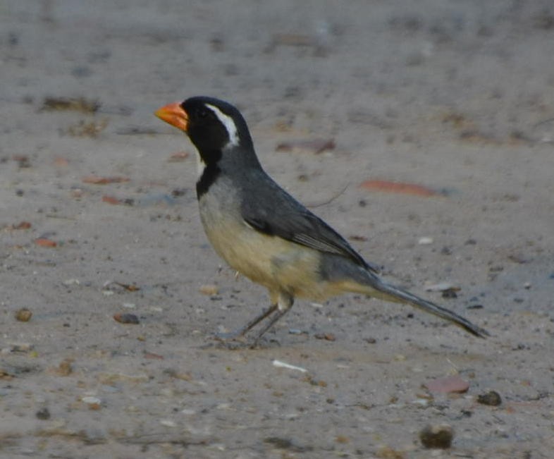 Golden-billed Saltator - ML531506631