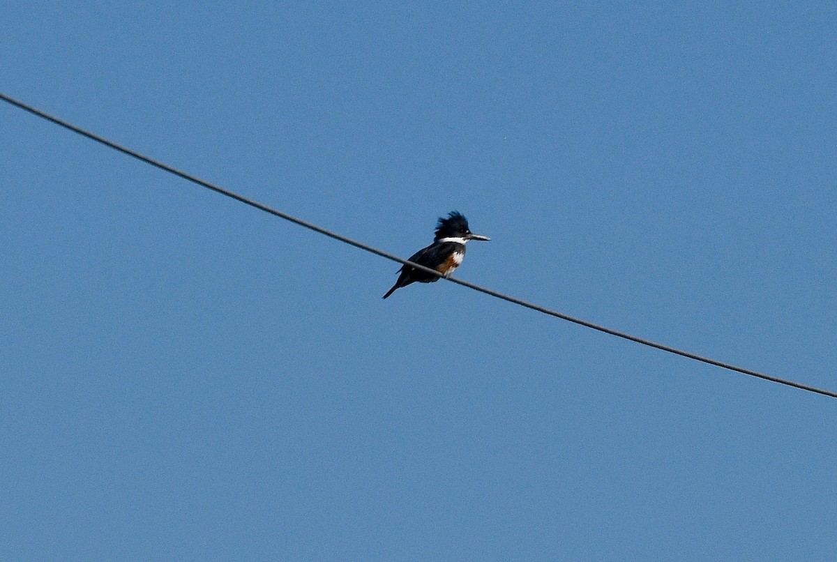 Belted Kingfisher - ML531507551