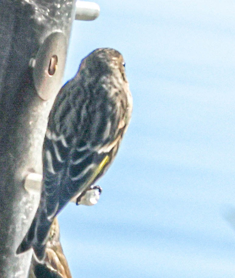 Pine Siskin - ML531508031