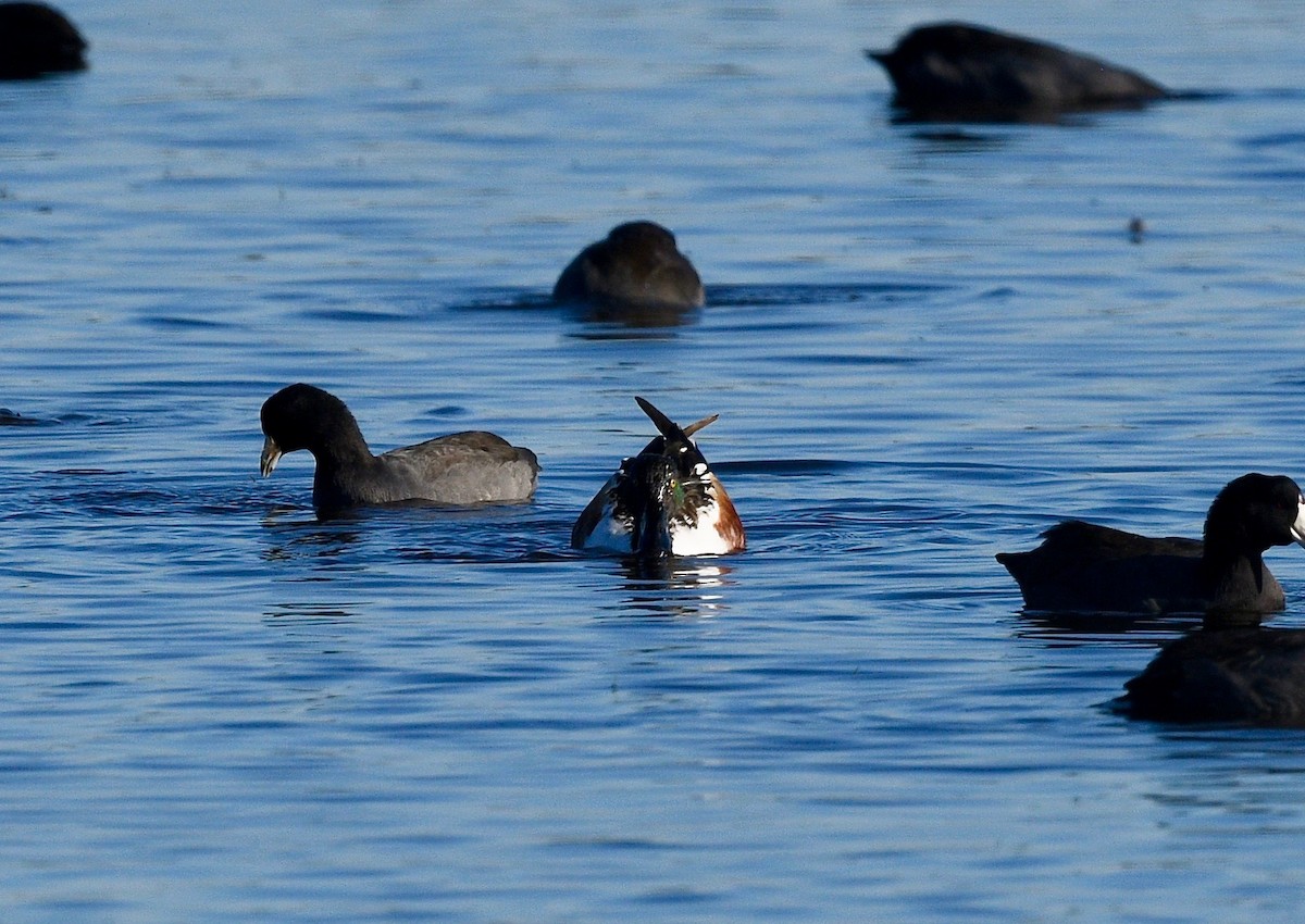 ハシビロガモ - ML531508321