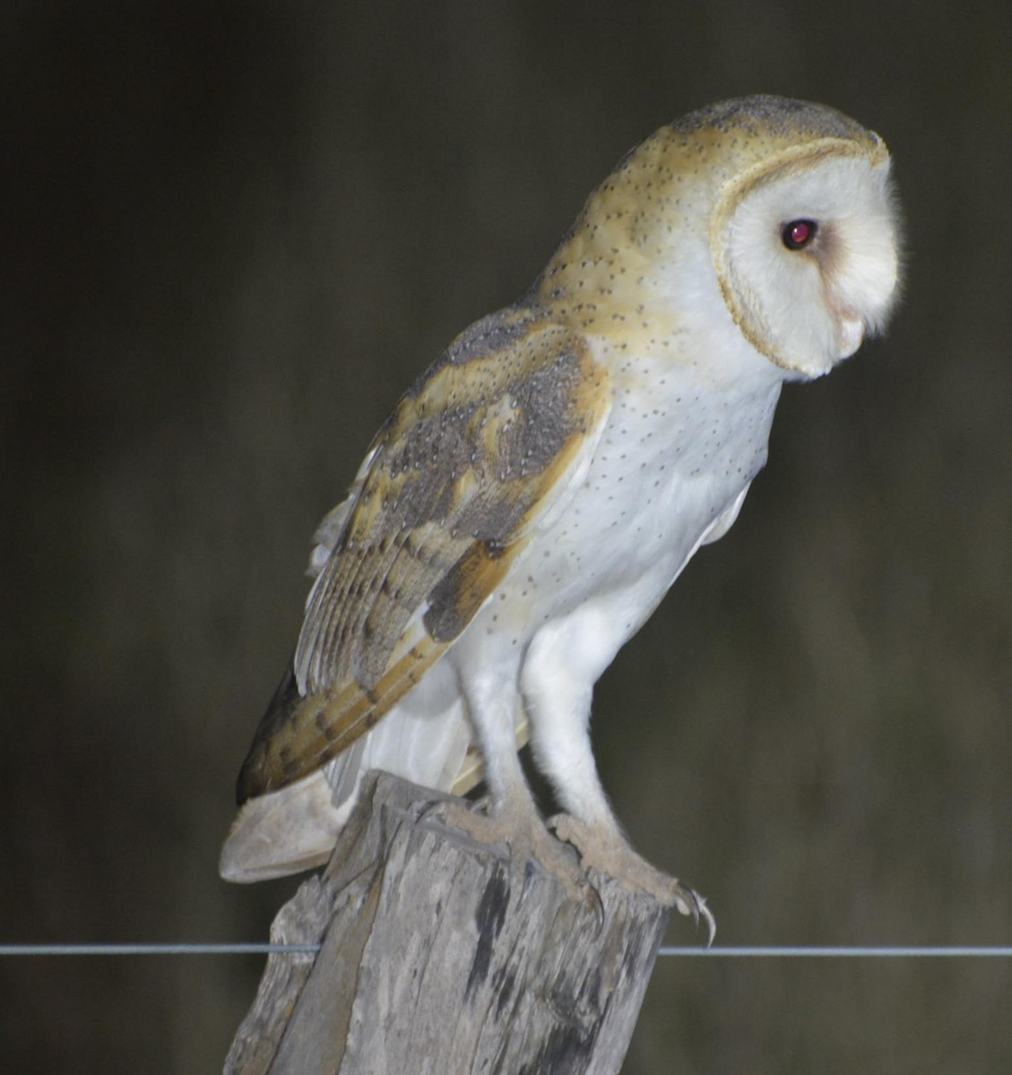 Barn Owl - ML531508521