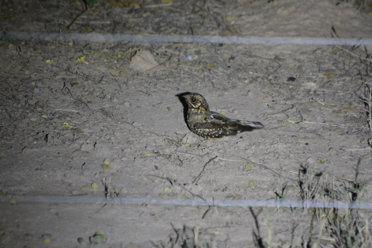 Little Nightjar - ML531508681