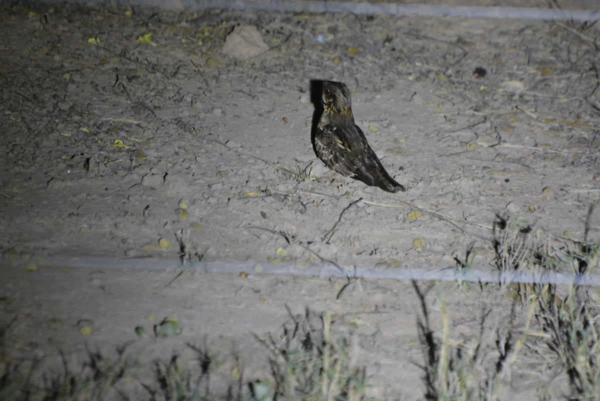 Little Nightjar - ML531508691