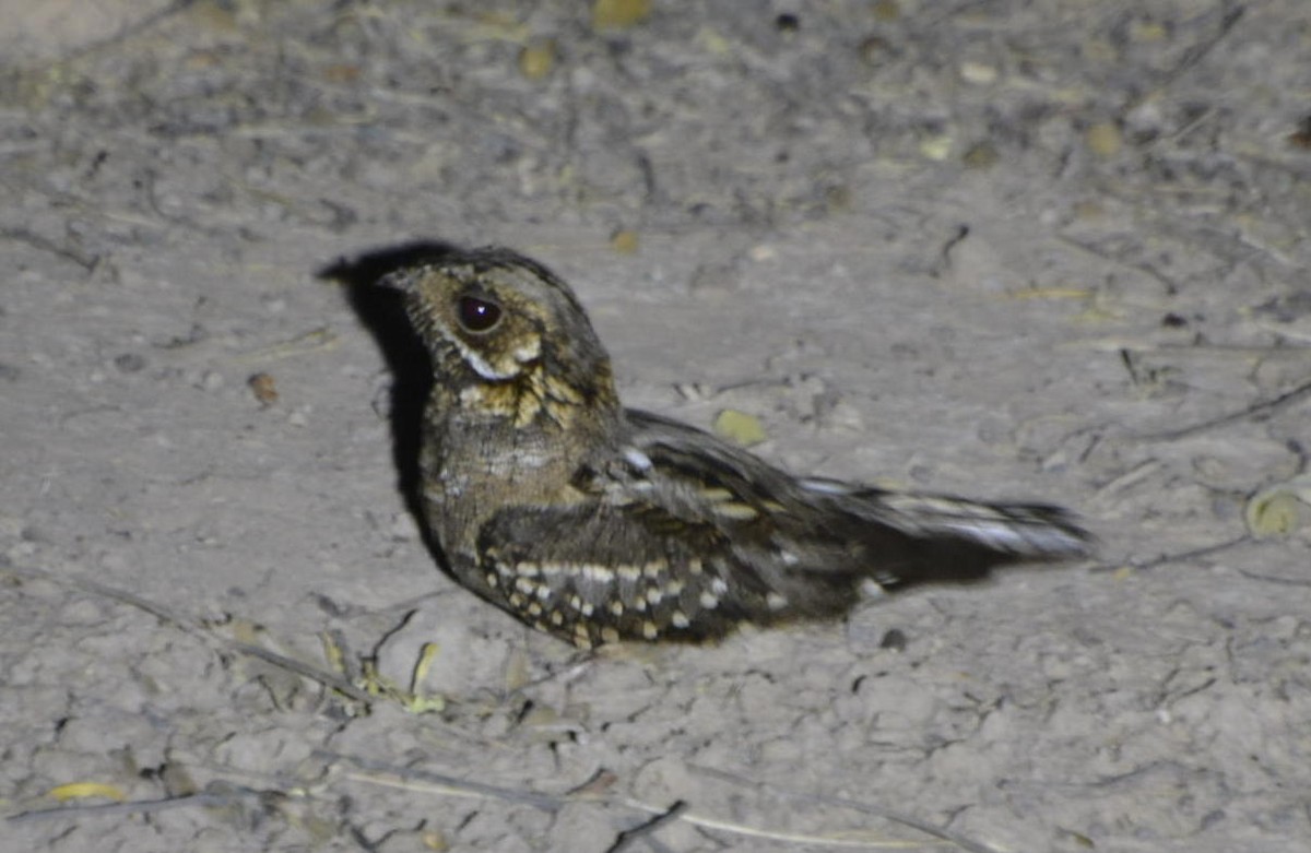 Little Nightjar - ML531508701