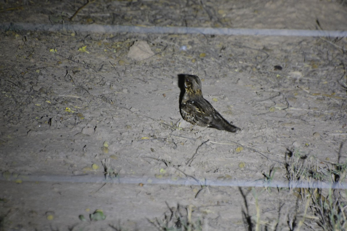 Little Nightjar - ML531508721