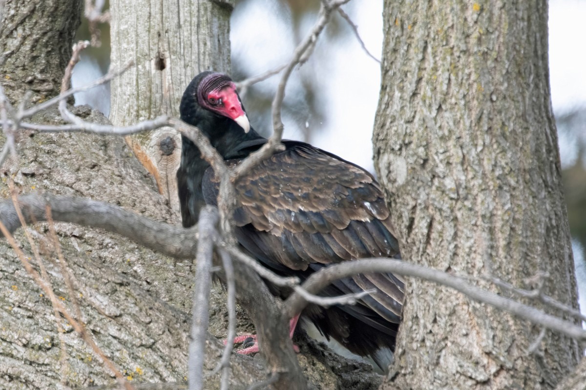 Turkey Vulture - ML531508781