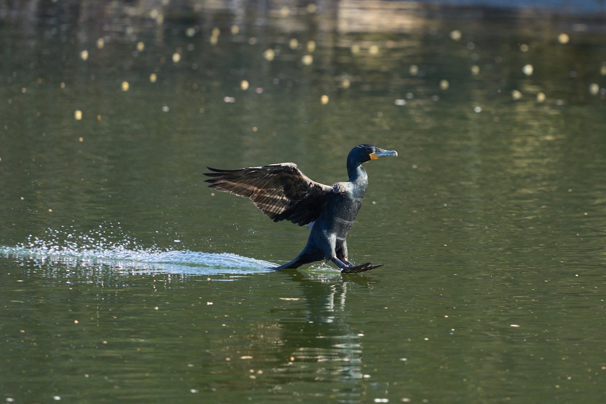 Double-crested Cormorant - ML531509561