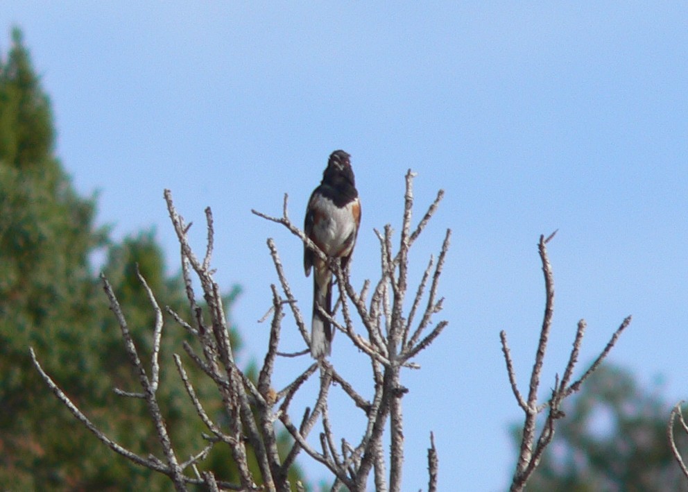 Spotted Towhee - ML53150981