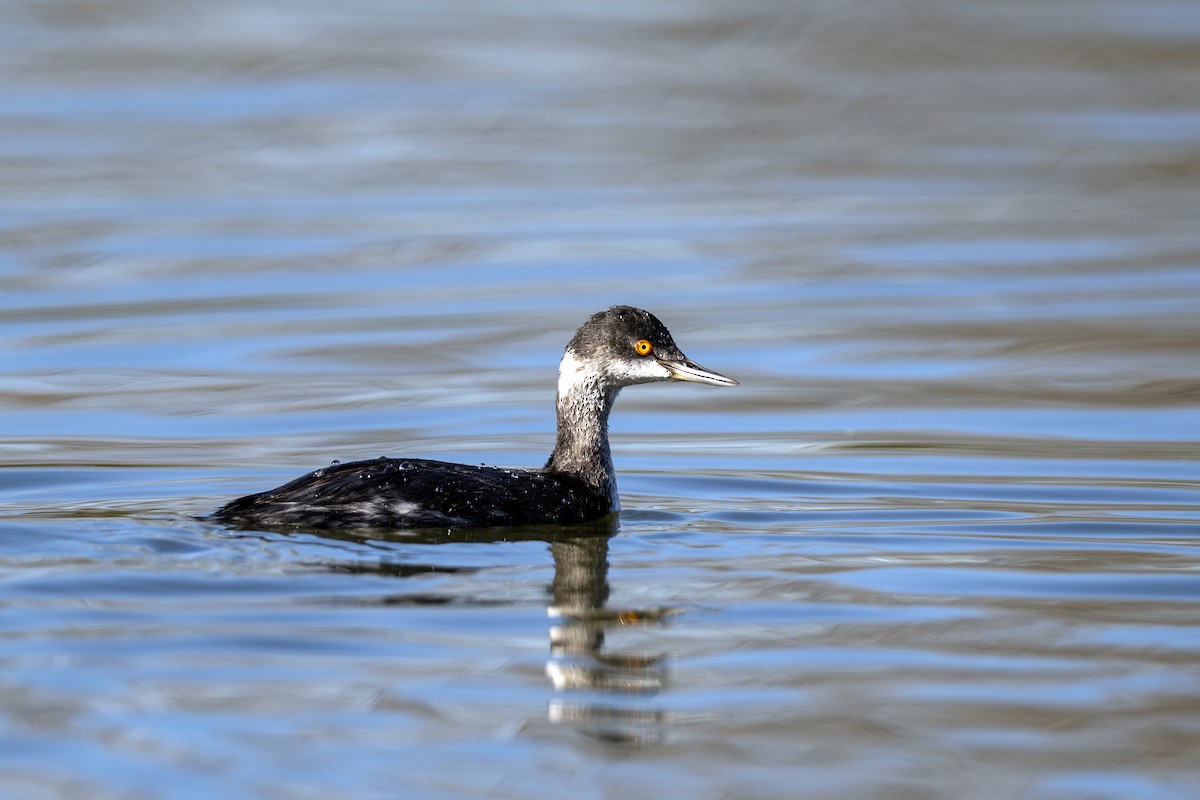 Eared Grebe - ML531510221