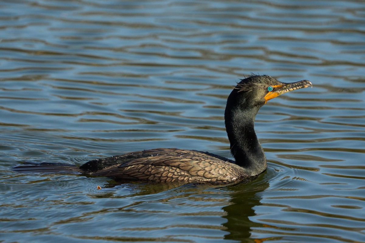 Double-crested Cormorant - ML531510271