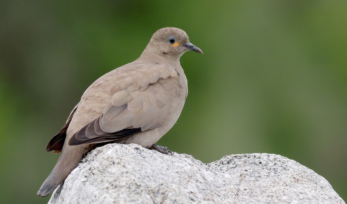 Black-winged Ground Dove - ML531512001