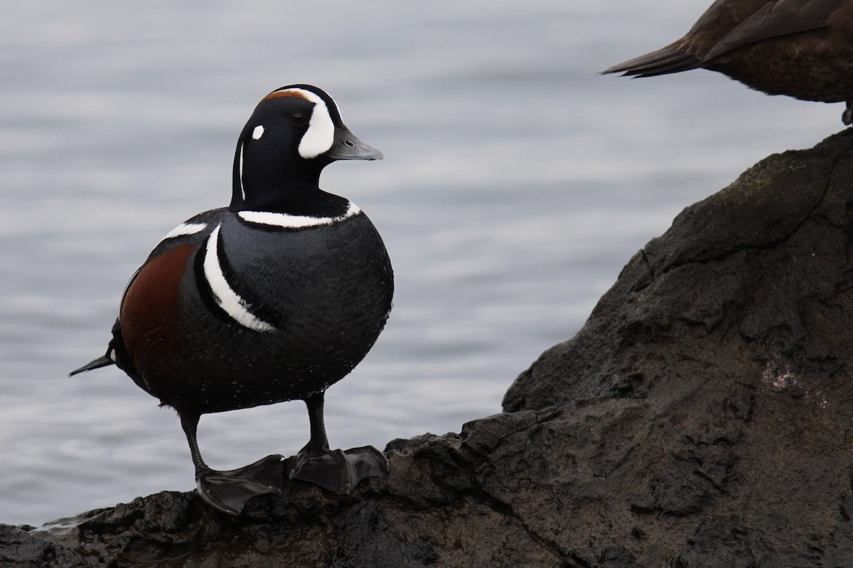 Harlequin Duck - ML531512441