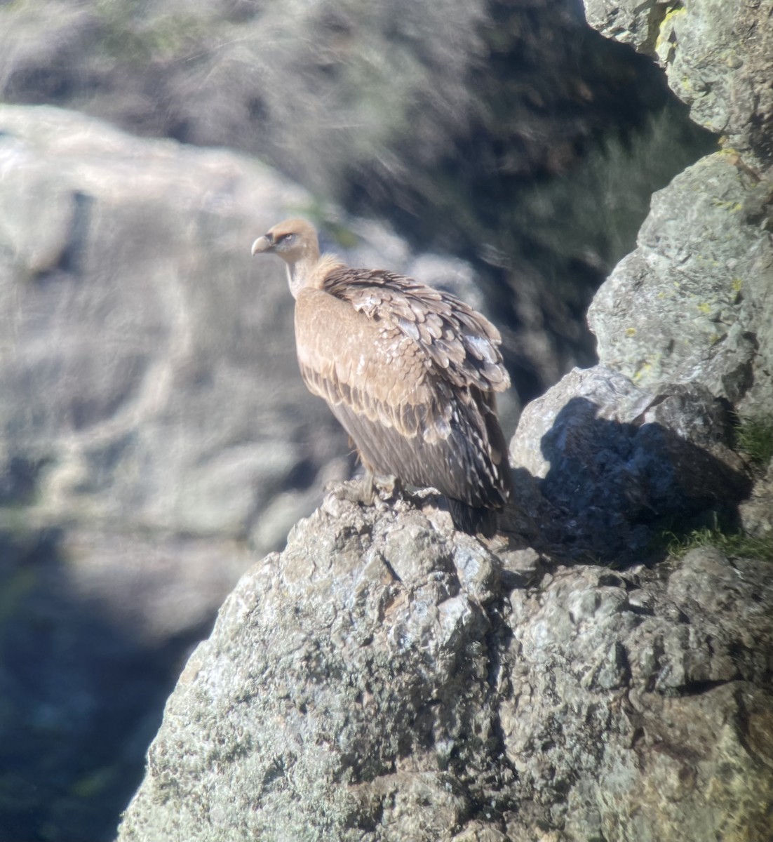 Eurasian Griffon - ML531512601