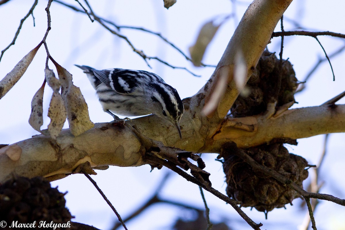 Black-and-white Warbler - ML531512661