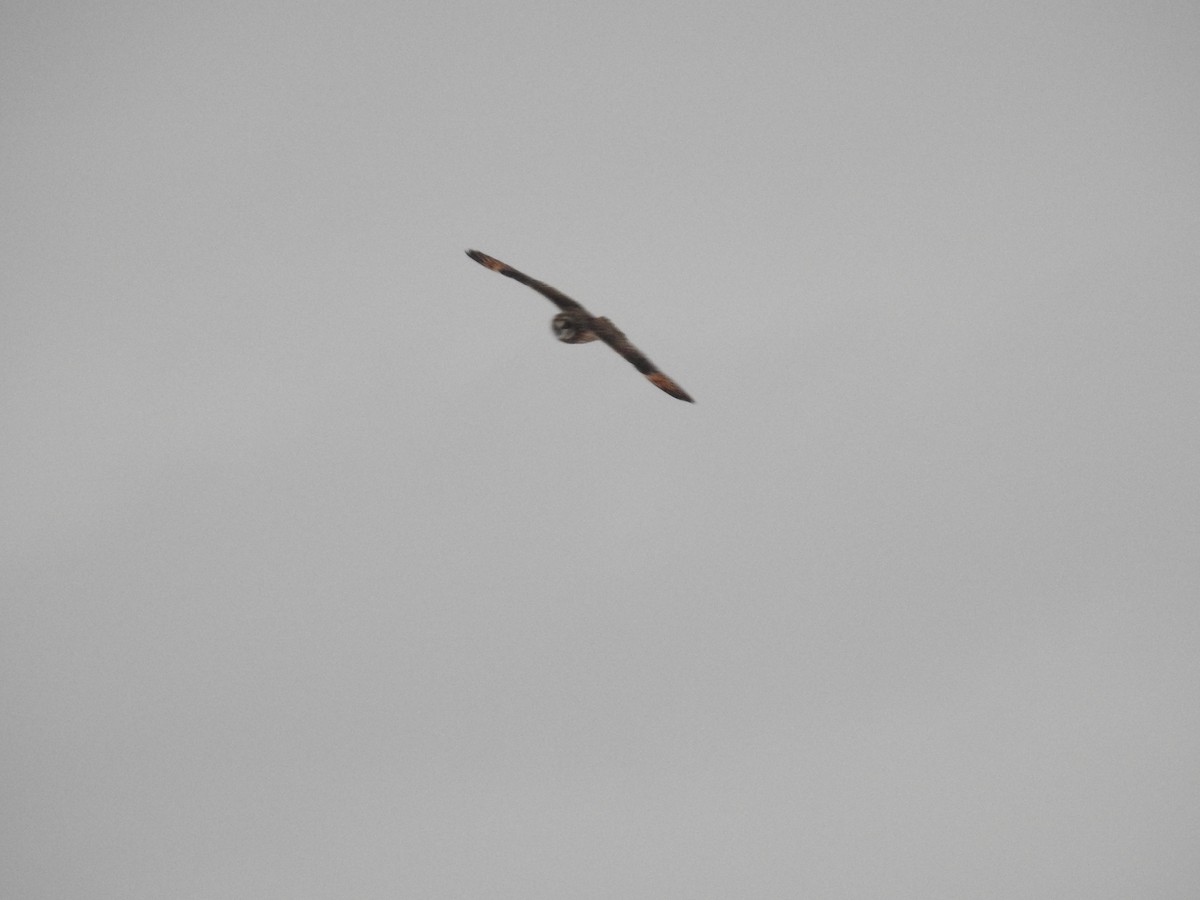 Short-eared Owl - ML531513351