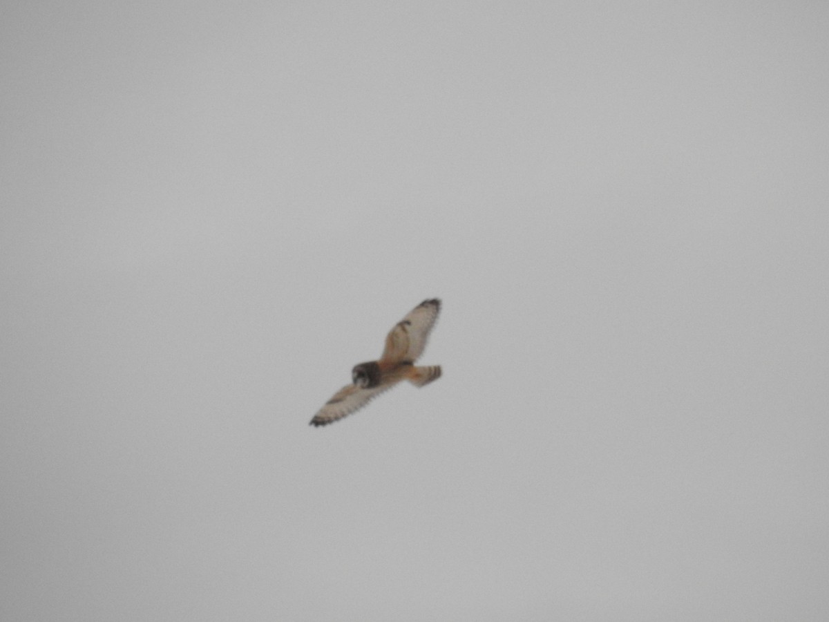 Short-eared Owl - ML531513371