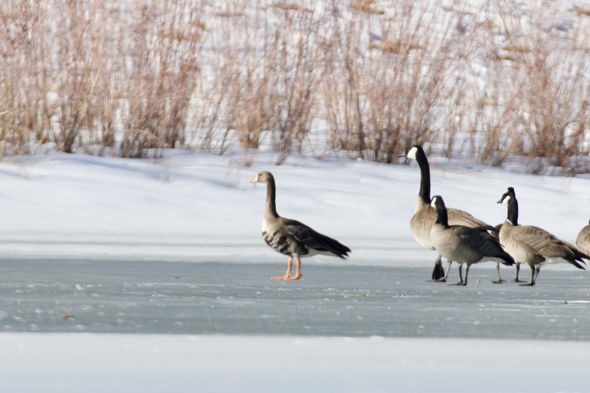 Greater White-fronted Goose - Terri Kurtz