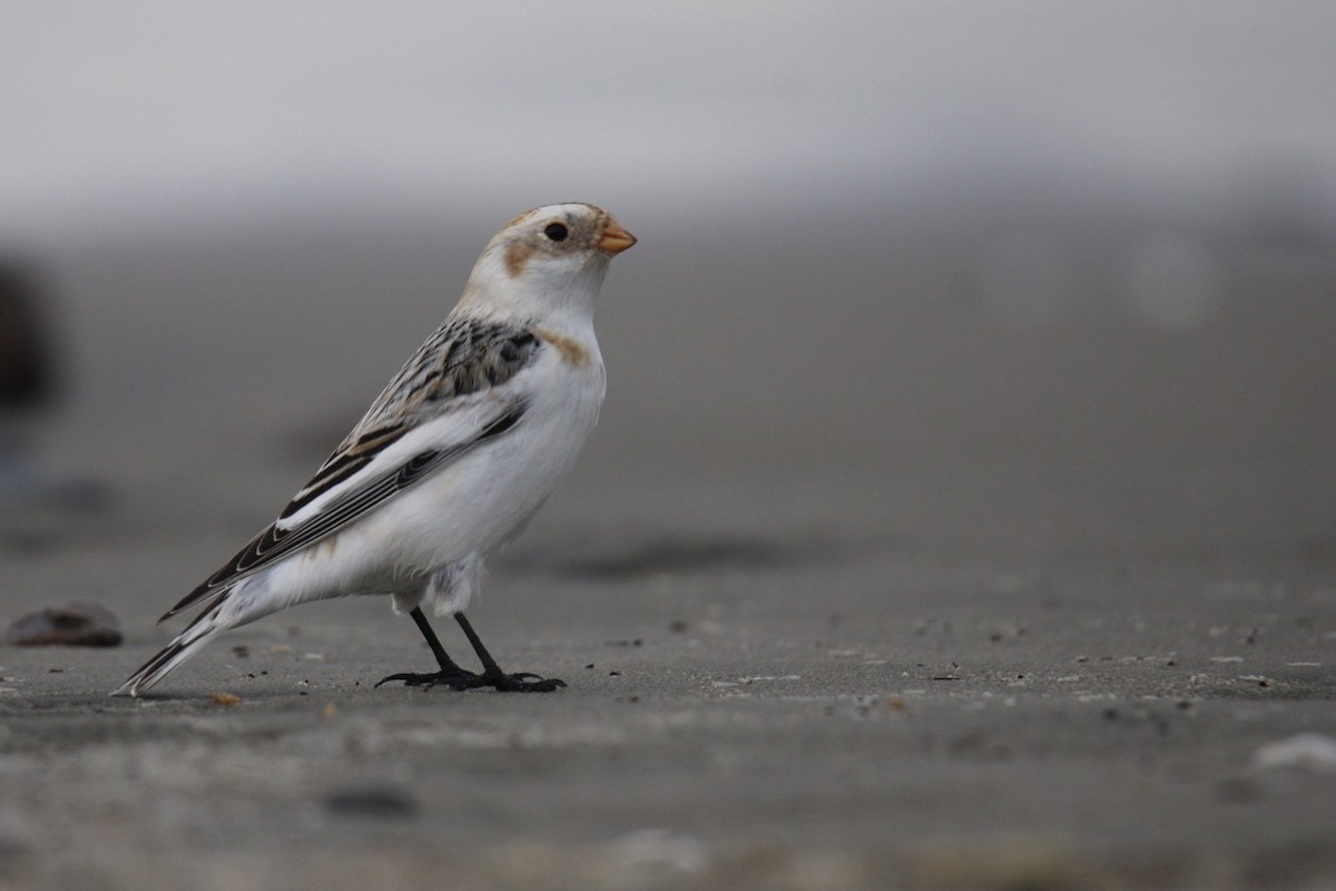 Snow Bunting - ML531513621