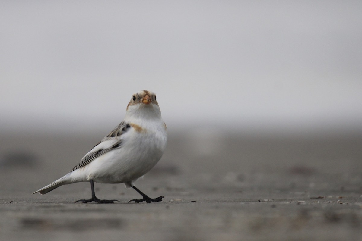 Snow Bunting - ML531513631