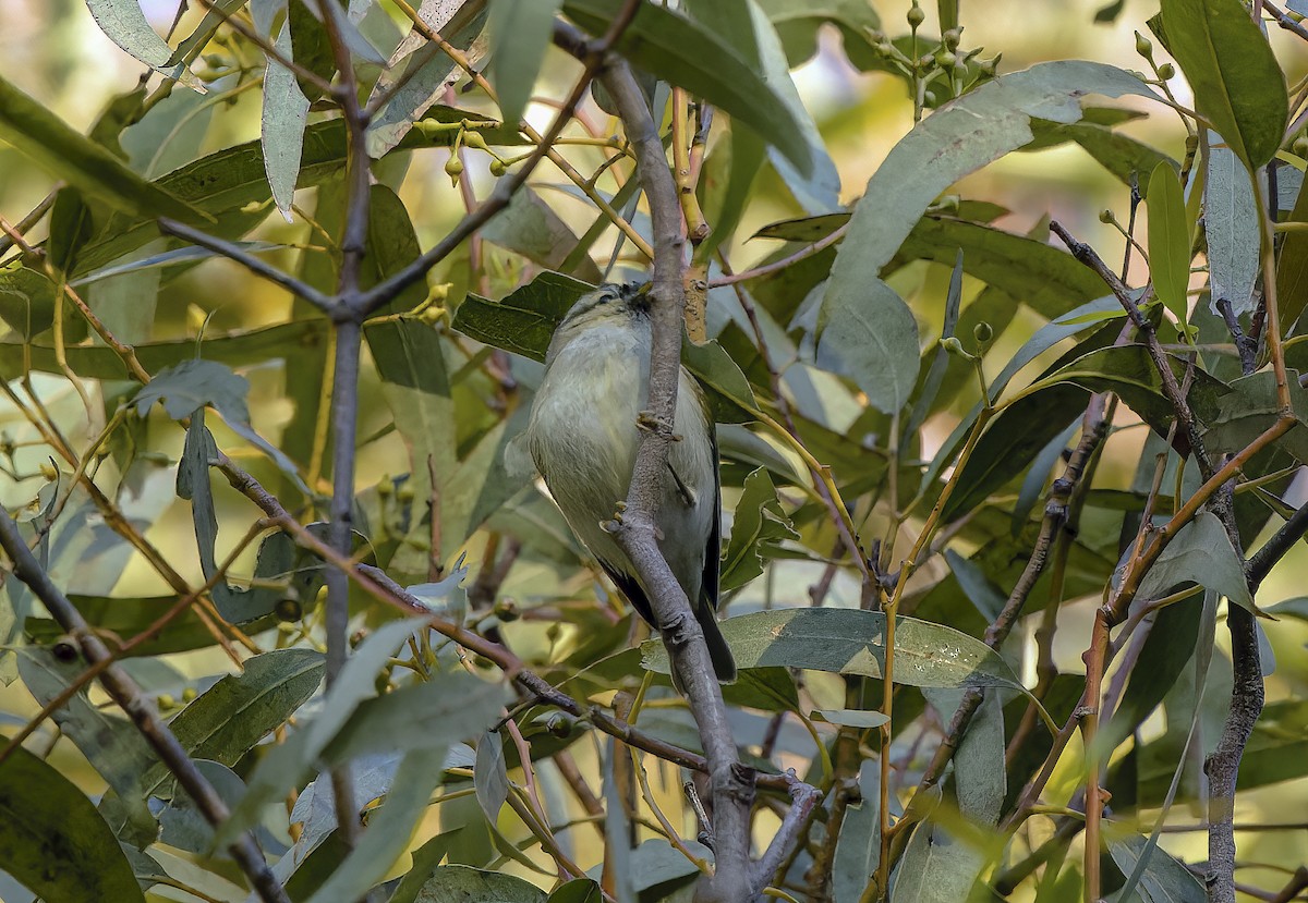 Hume's Warbler - Ricky Owen