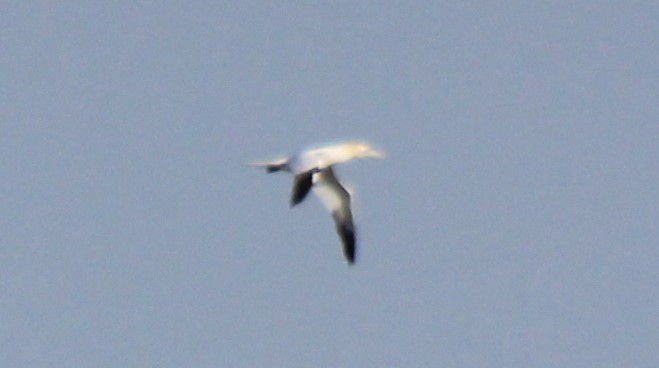 Northern Gannet - ML531515001