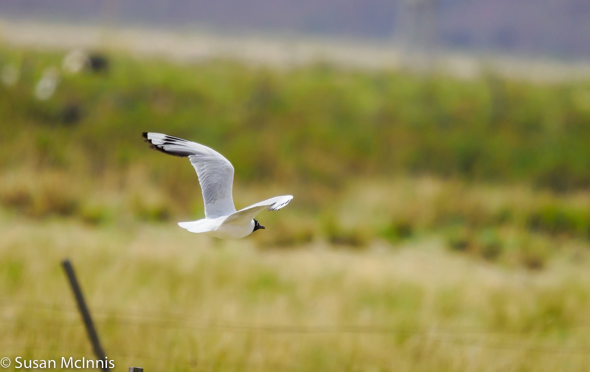 Andean Gull - ML531516501