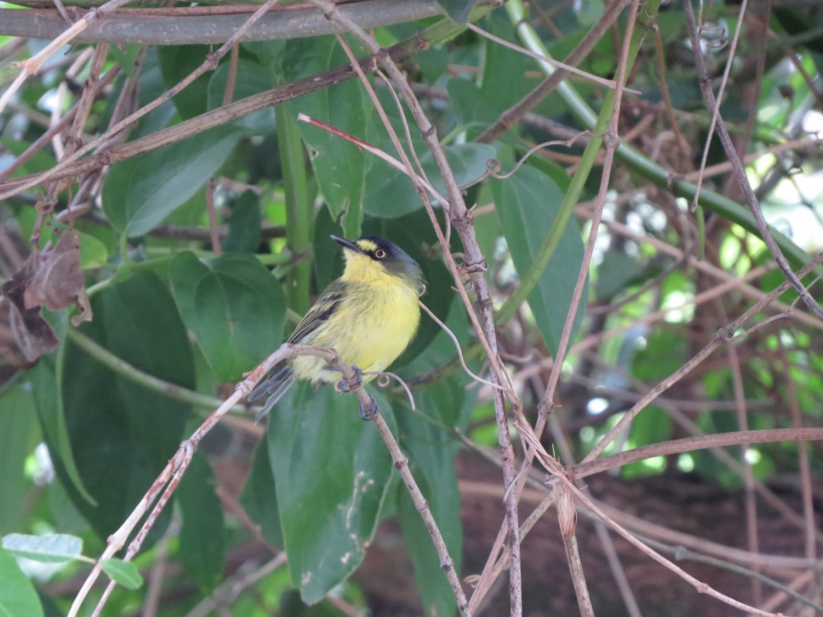 Gray-headed Tody-Flycatcher - ML531516631