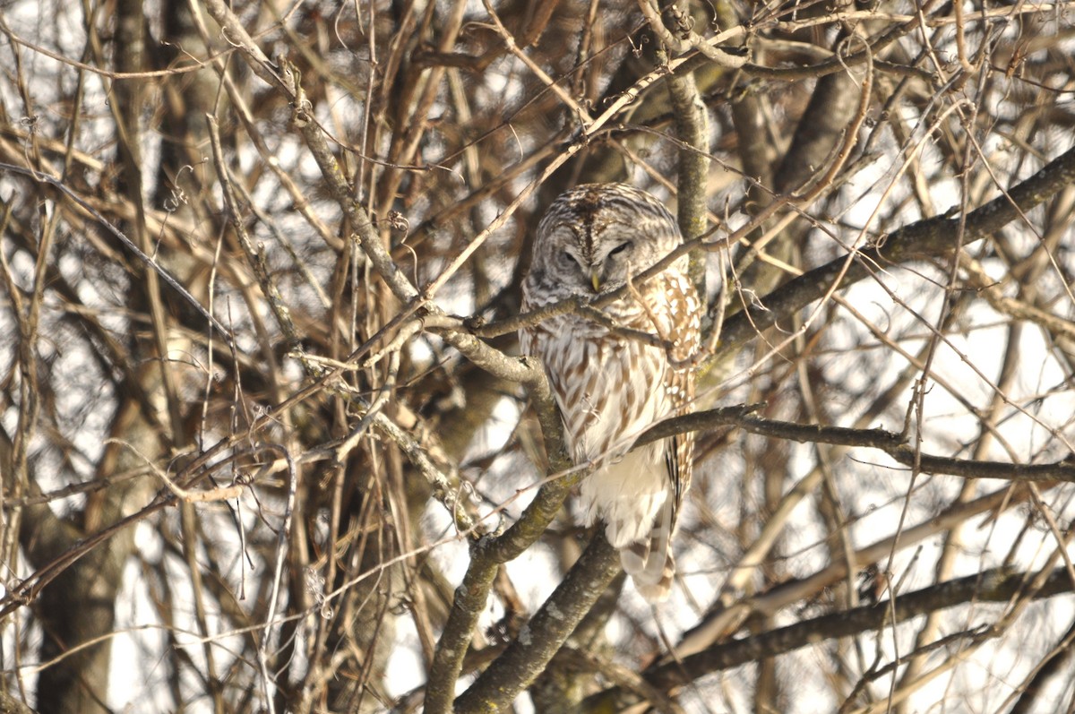 Barred Owl - Jerry Hiam