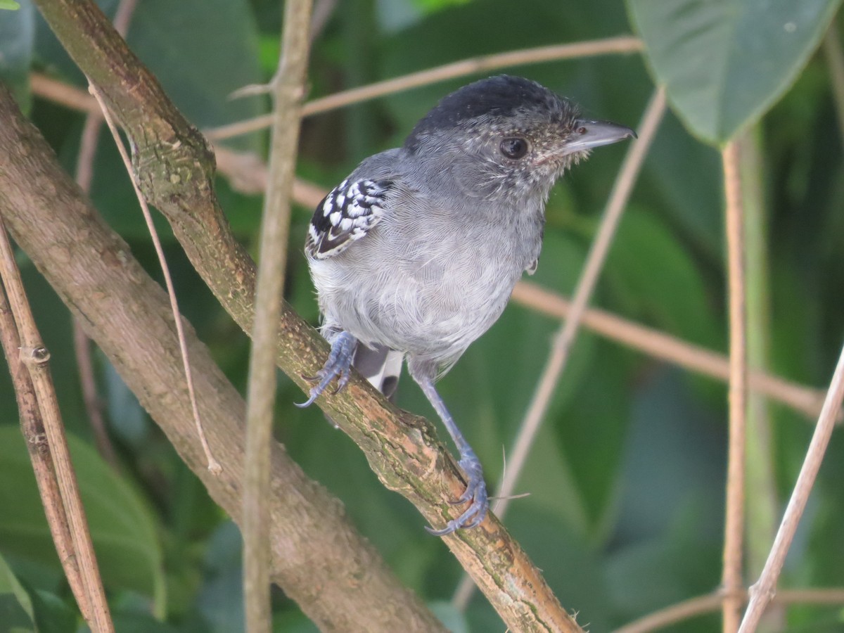 Variable Antshrike - ML531517081