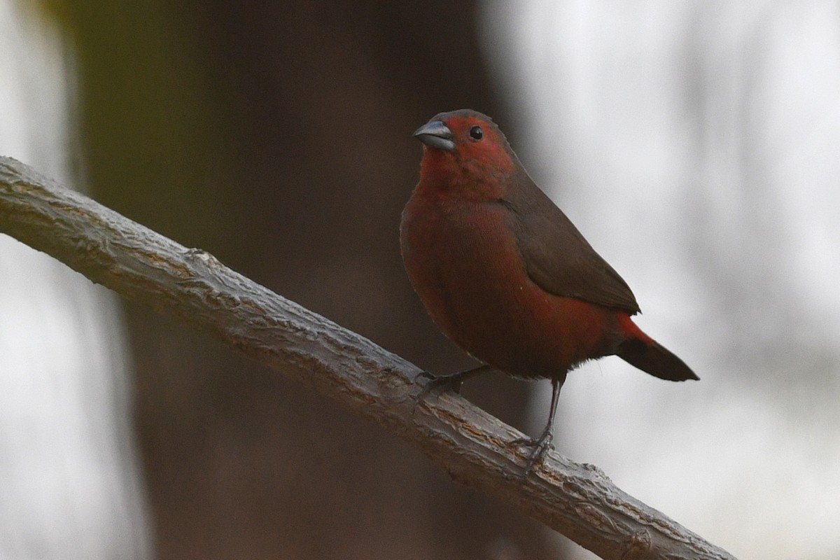 Mali Firefinch - ML531517611