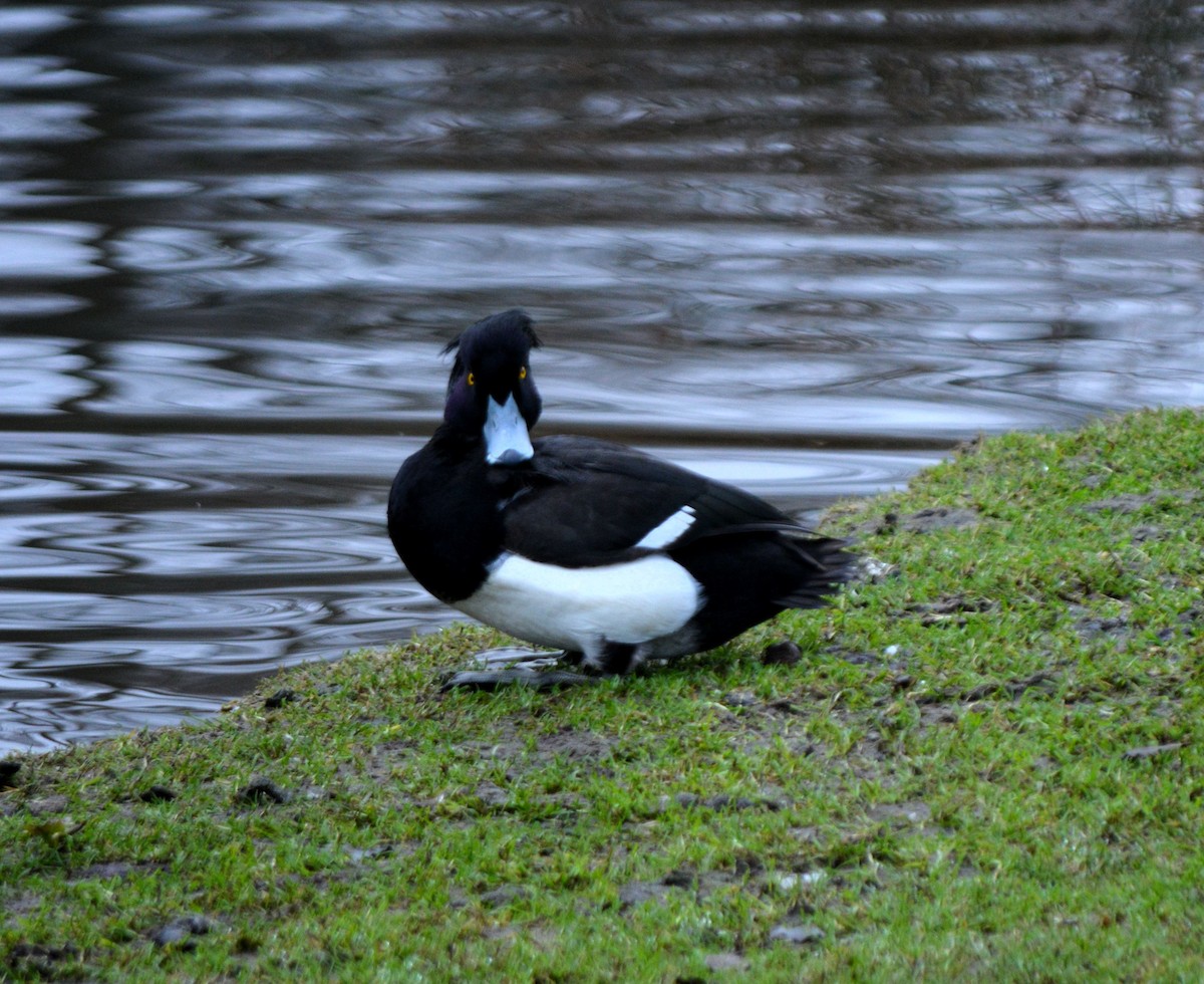 Tufted Duck - ML531518411