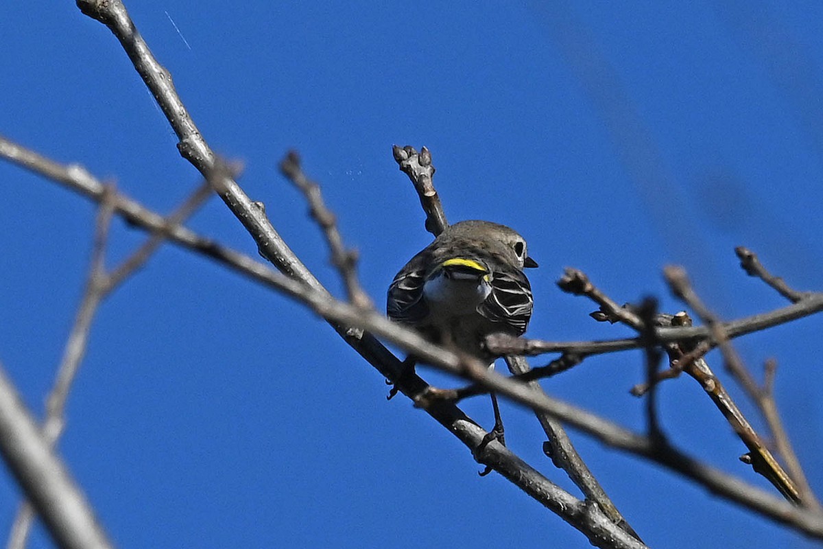 Yellow-rumped Warbler (Myrtle) - ML531518531