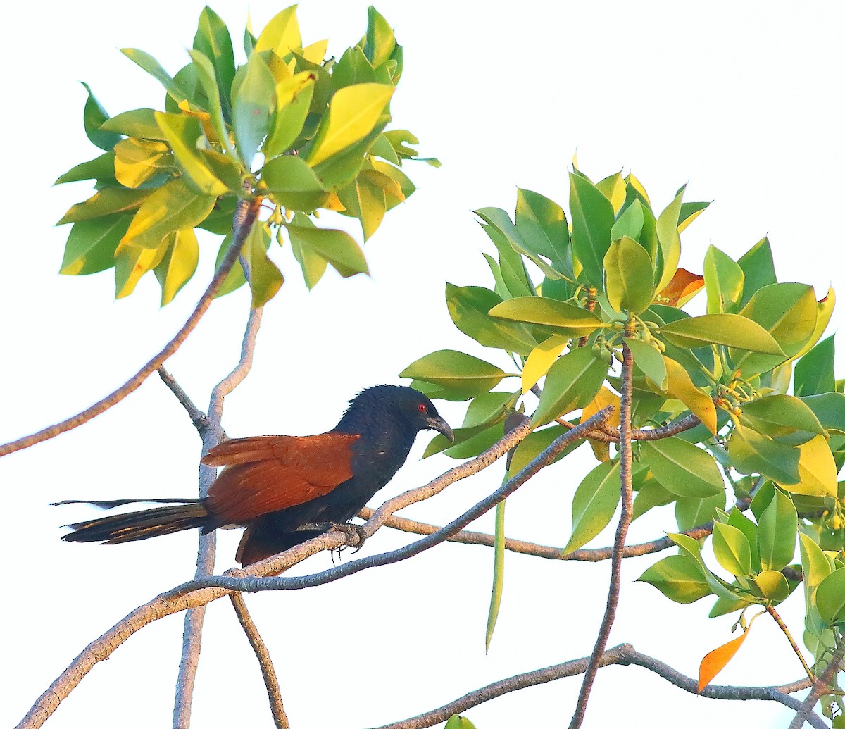 Greater Coucal - ML531519151