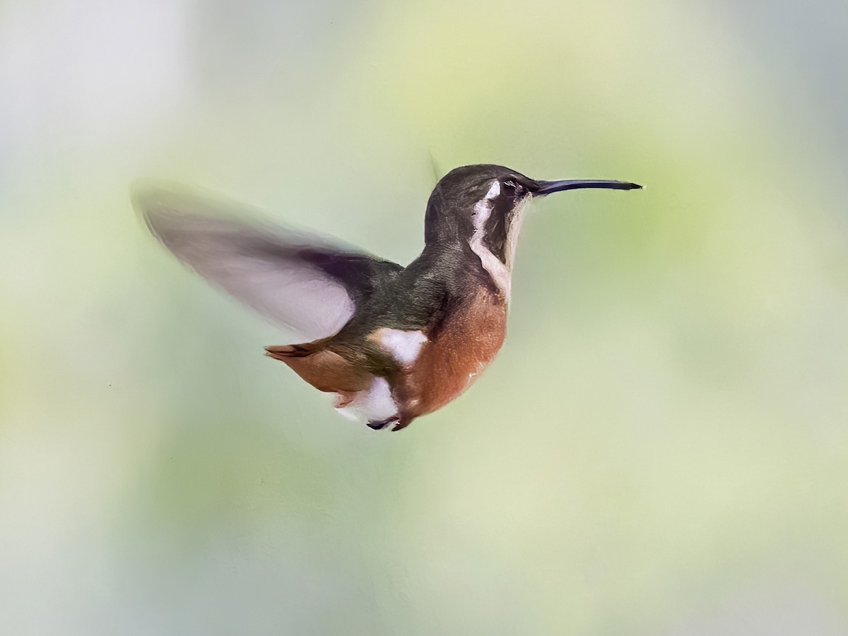 White-bellied Woodstar - ML531519431