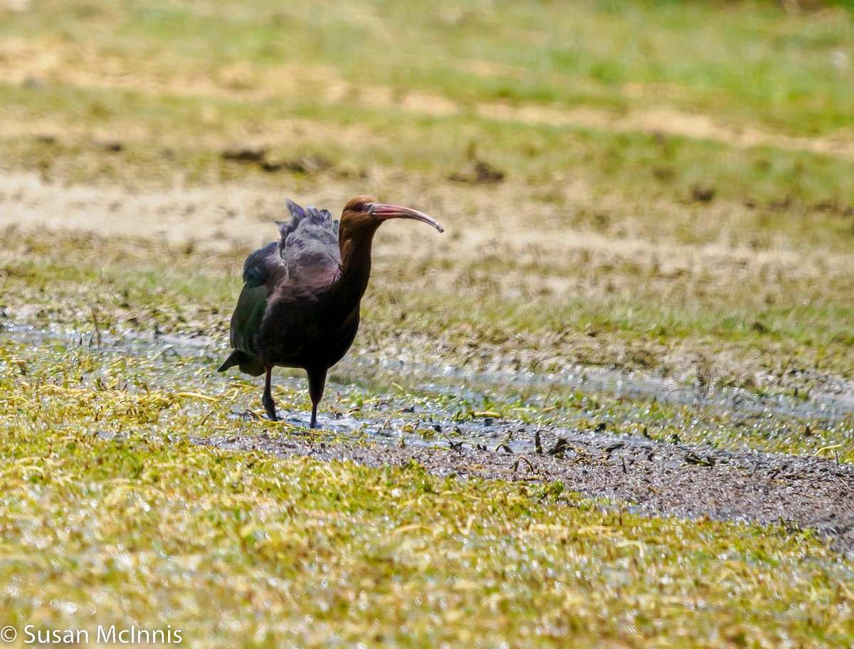 ibis andský - ML531522741