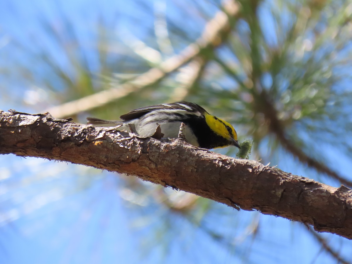 Golden-cheeked Warbler - ML531522931