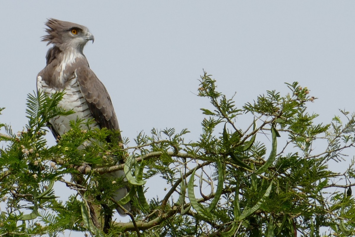 Beaudouin's Snake-Eagle - ML53152311