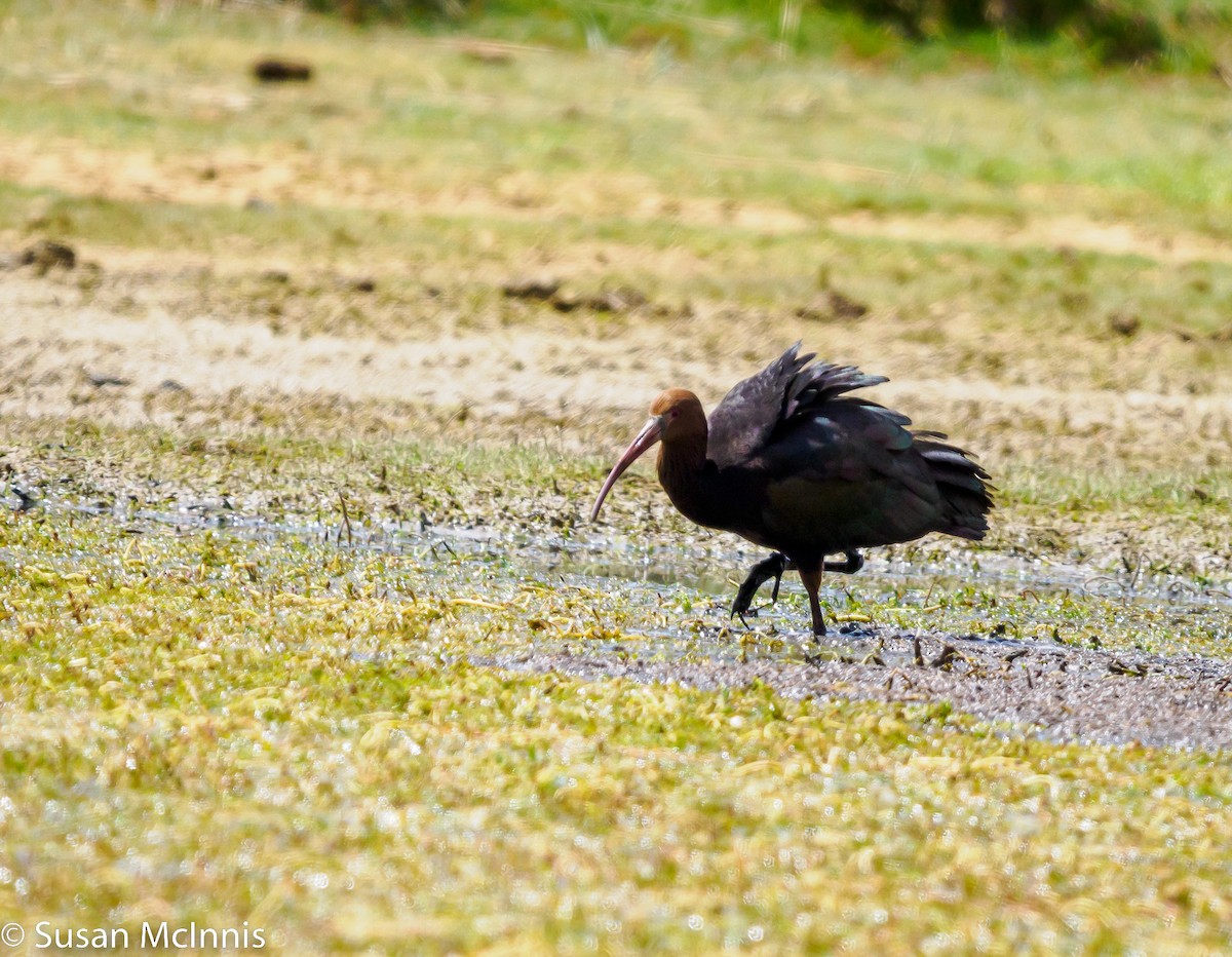 ibis andský - ML531523141